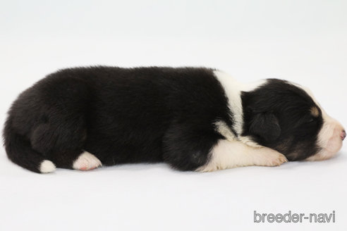 成約済の神奈川県のボーダーコリー-342036の4枚目